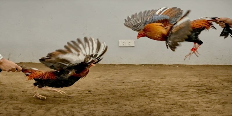Trực tiếp đá gà - Kênh giải trí hấp dẫn dành cho những tín đồ đam mê