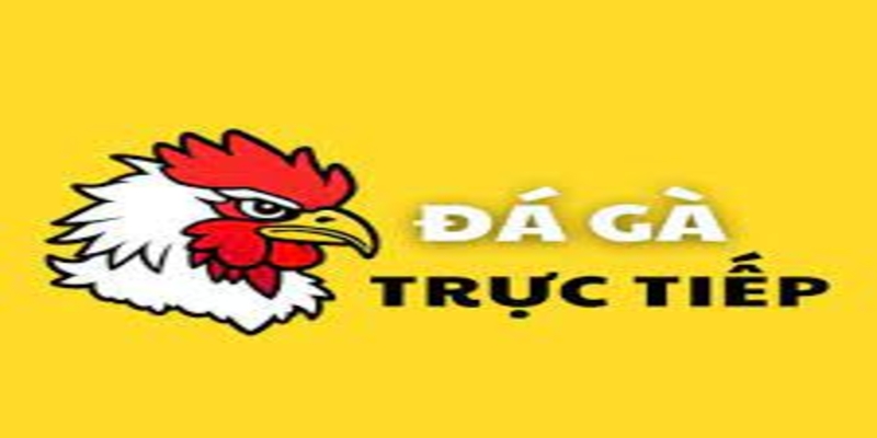 Trực tiếp đá gà - Kênh giải trí hấp dẫn dành cho những tín đồ đam mê