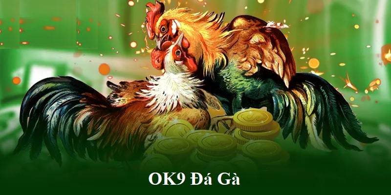Đá gà OK9 - Sân Chơi Chiến Kê Biểu Diễn Sức Chọi Đỉnh Cao