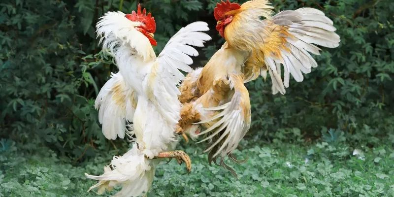 Từ Điển Thuật Ngữ Đá Gà Đầy Đủ Nhất 2026 Cùng OK9