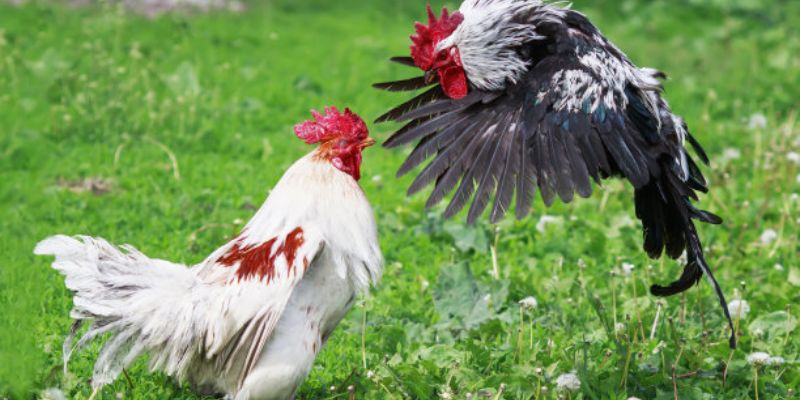Từ Điển Thuật Ngữ Đá Gà Đầy Đủ Nhất 2026 Cùng OK9