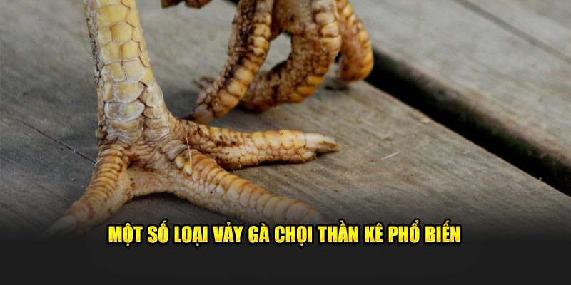 Tìm Hiểu Về Vảy Gà Chọi Thần Kê Và Ý Nghĩa Của Chúng