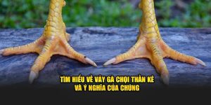 Đá gà OK9 - Sân Chơi Chiến Kê Biểu Diễn Sức Chọi Đỉnh Cao