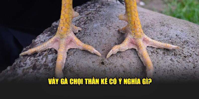Tìm Hiểu Về Vảy Gà Chọi Thần Kê Và Ý Nghĩa Của Chúng