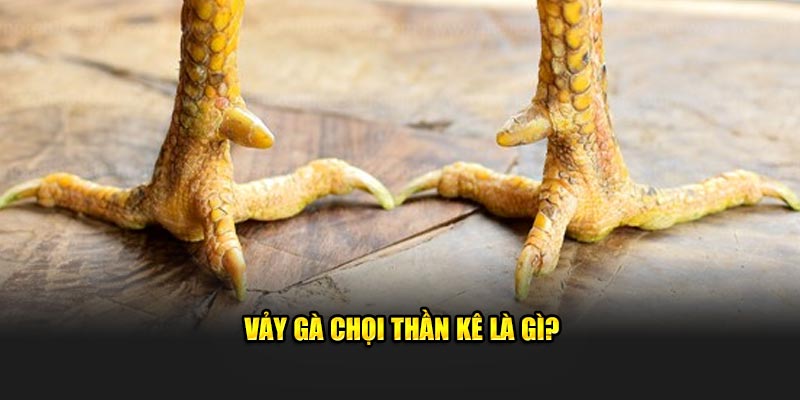 Tìm Hiểu Về Vảy Gà Chọi Thần Kê Và Ý Nghĩa Của Chúng