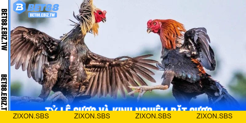 Cá Cược Đỉnh Cao Với Đá Gà C1 Trên Bet88 - Trải Nghiệm Không Thể Bỏ Lỡ - bet88.ebiz.tw