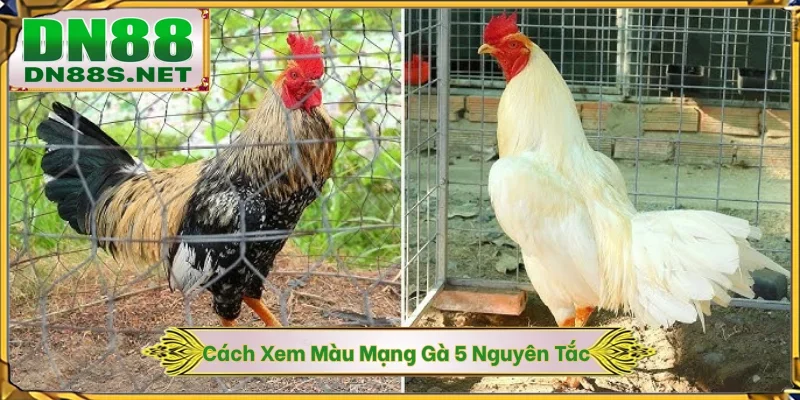 Thủ Thuật DN88 - Chiến Lược Vàng Tăng Tỷ Lệ Thắng Lên 95%