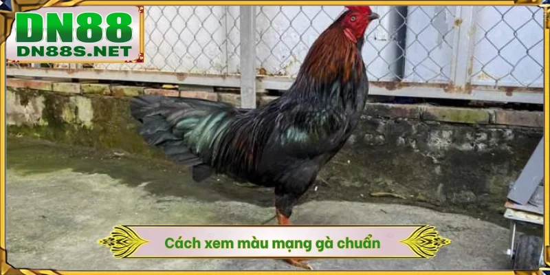 Cách Xem Màu Mạng Gà - 5 Nguyên Tắc Ngũ Hành Tại DN88