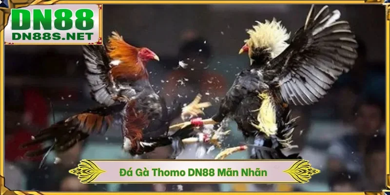 Đá Gà DN88 - Khám Phá Đấu Trường Chiến Kê 24/7 Xanh Chín