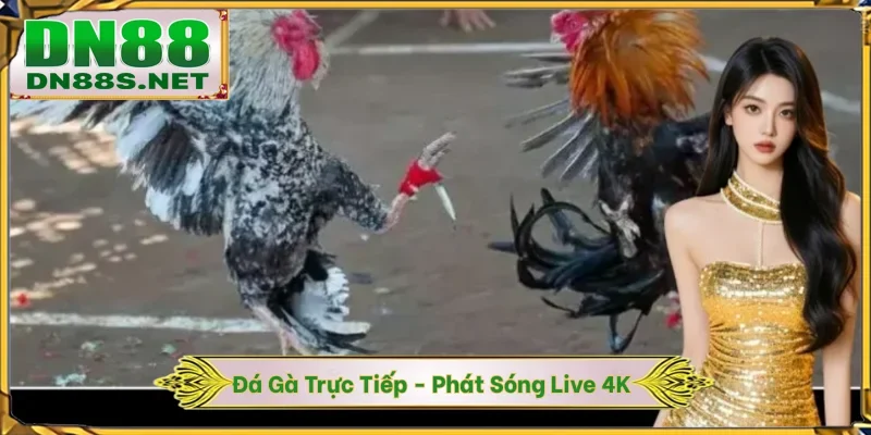 Đá Gà DN88 - Khám Phá Đấu Trường Chiến Kê 24/7 Xanh Chín