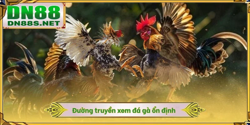 Trực Tiếp Đá Gà Hôm Nay - DN88 Cập Nhật Lịch Đấu Siêu Tốc 1S