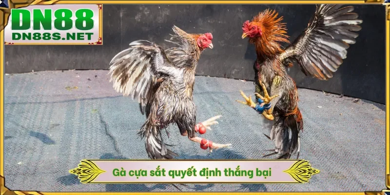 Đá Gà DN88 - Khám Phá Đấu Trường Chiến Kê 24/7 Xanh Chín