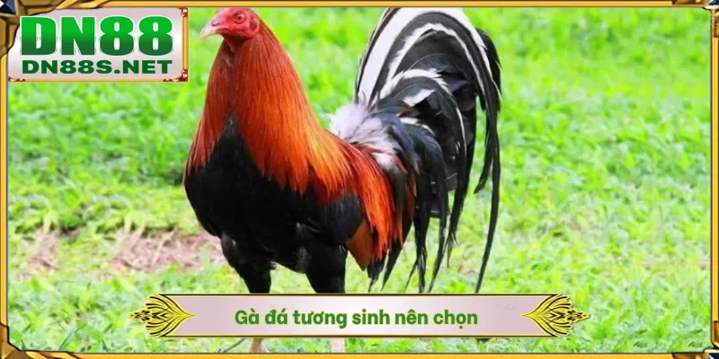 Cách Xem Màu Mạng Gà - 5 Nguyên Tắc Ngũ Hành Tại DN88