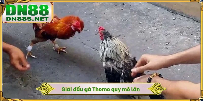 Đá Gà Thomo DN88 - Mãn Nhãn Cùng 100+ Trận Đấu Tại Campuchia