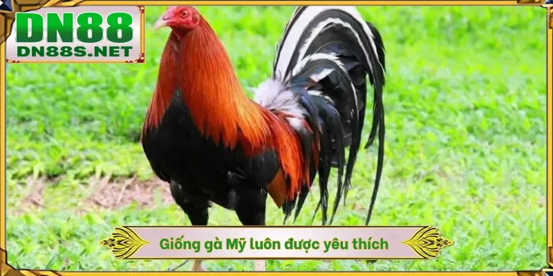 Đá Gà DN88 - Khám Phá Đấu Trường Chiến Kê 24/7 Xanh Chín