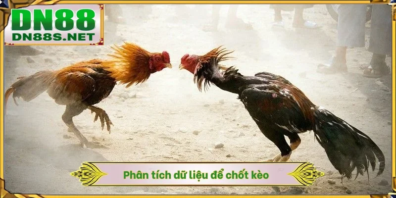Trực Tiếp Đá Gà Hôm Nay - DN88 Cập Nhật Lịch Đấu Siêu Tốc 1S