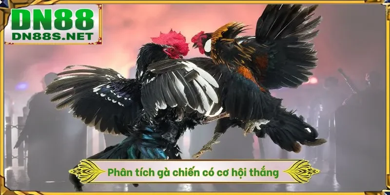 Đá Gà DN88 - Khám Phá Đấu Trường Chiến Kê 24/7 Xanh Chín