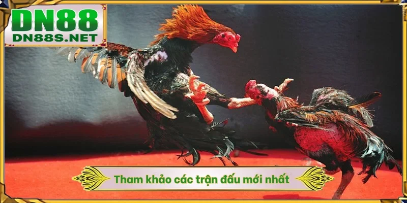 Trực Tiếp Đá Gà Hôm Nay - DN88 Cập Nhật Lịch Đấu Siêu Tốc 1S