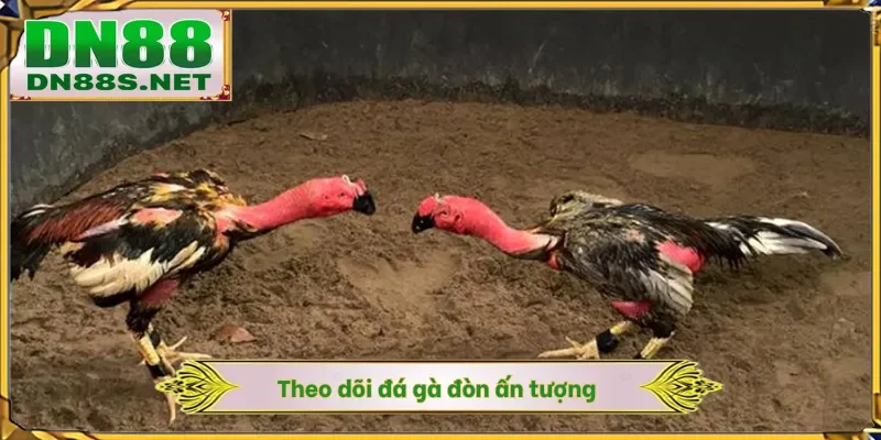 Đá Gà DN88 - Khám Phá Đấu Trường Chiến Kê 24/7 Xanh Chín