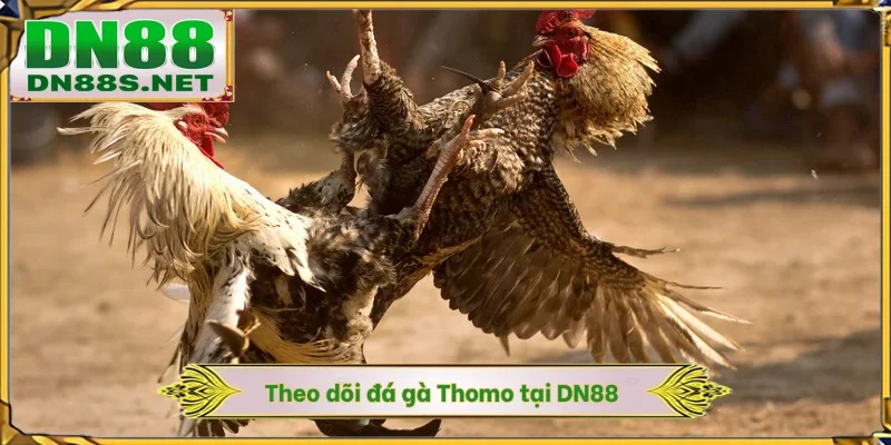Đá Gà Thomo DN88 - Mãn Nhãn Cùng 100+ Trận Đấu Tại Campuchia