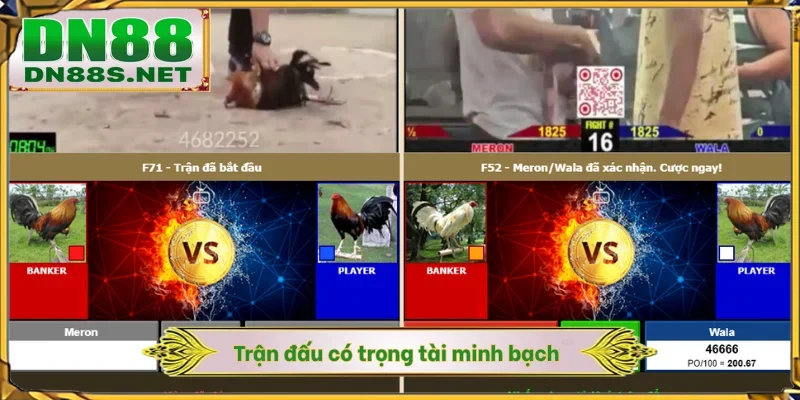 Đá Gà Trực Tiếp - DN88 Phát Sóng Live 4K Đảm Bảo Minh Bạch