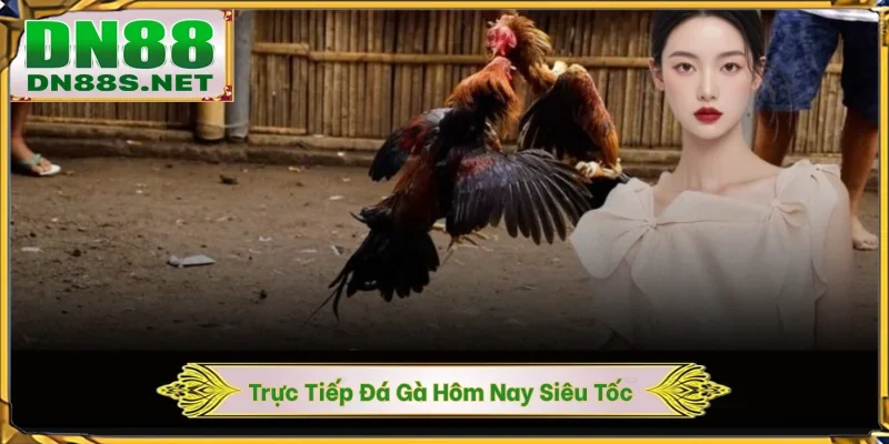 Đá Gà DN88 - Khám Phá Đấu Trường Chiến Kê 24/7 Xanh Chín