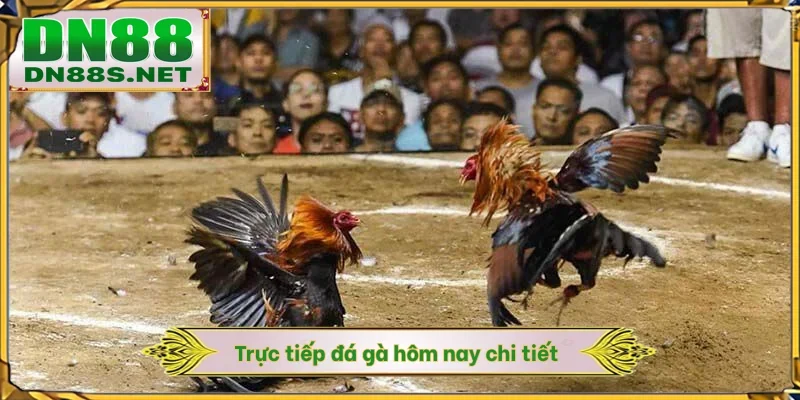 Trực Tiếp Đá Gà Hôm Nay - DN88 Cập Nhật Lịch Đấu Siêu Tốc 1S