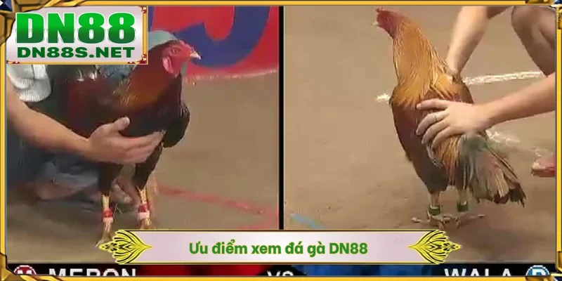 Đá Gà Thomo DN88 - Mãn Nhãn Cùng 100+ Trận Đấu Tại Campuchia