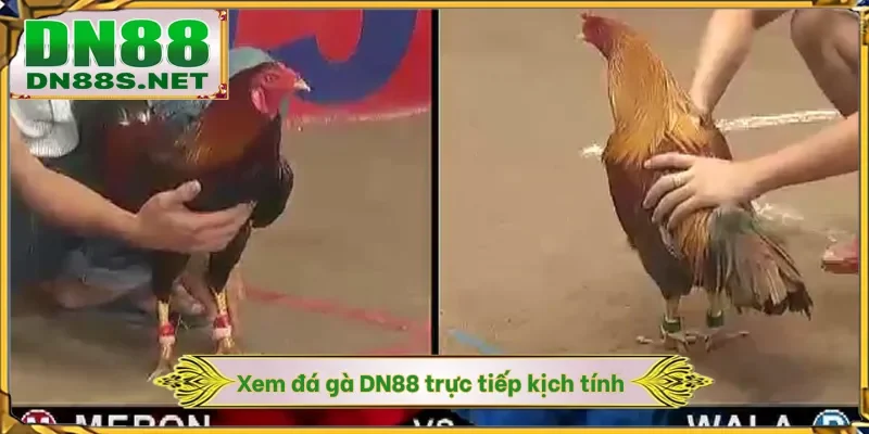 Đá Gà DN88 - Khám Phá Đấu Trường Chiến Kê 24/7 Xanh Chín