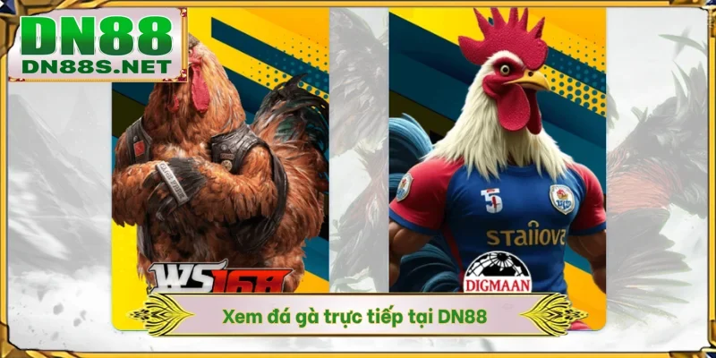 Đá Gà Trực Tiếp - DN88 Phát Sóng Live 4K Đảm Bảo Minh Bạch