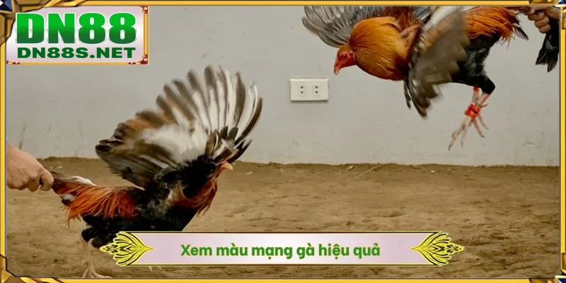 Cách Xem Màu Mạng Gà - 5 Nguyên Tắc Ngũ Hành Tại DN88