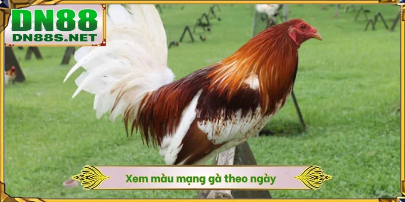 Cách Xem Màu Mạng Gà - 5 Nguyên Tắc Ngũ Hành Tại DN88