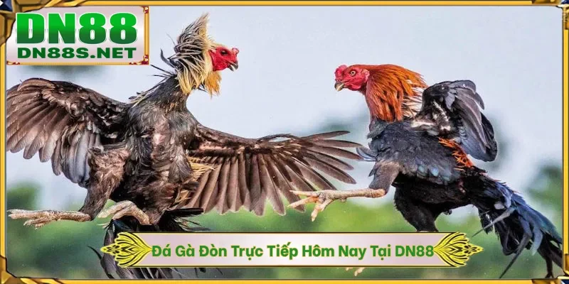 Đá Gà DN88 - Khám Phá Đấu Trường Chiến Kê 24/7 Xanh Chín
