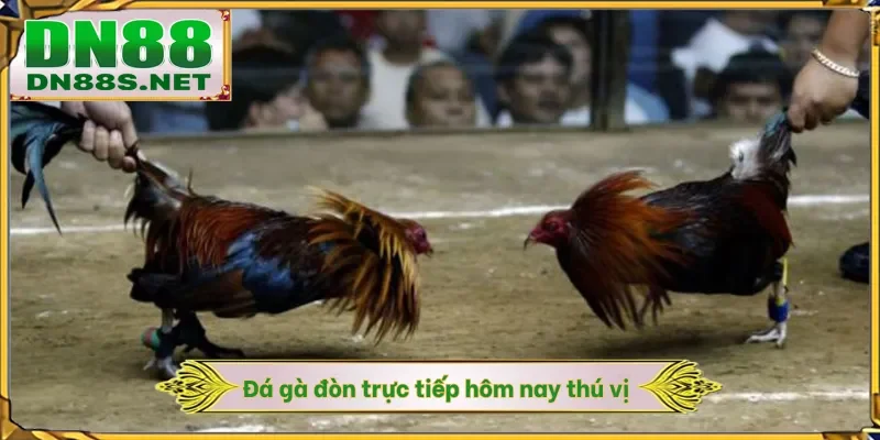 Đá Gà Đòn Trực Tiếp Hôm Nay - 88 Trận Đấu Nảy Lửa Tại DN88