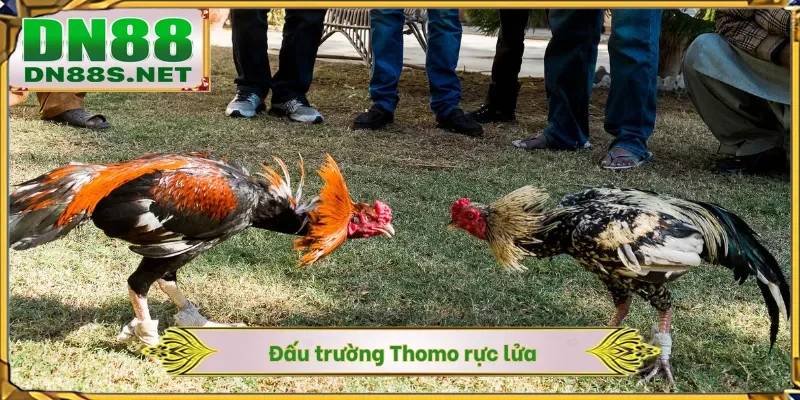 Đá Gà Đòn Trực Tiếp Hôm Nay - 88 Trận Đấu Nảy Lửa Tại DN88