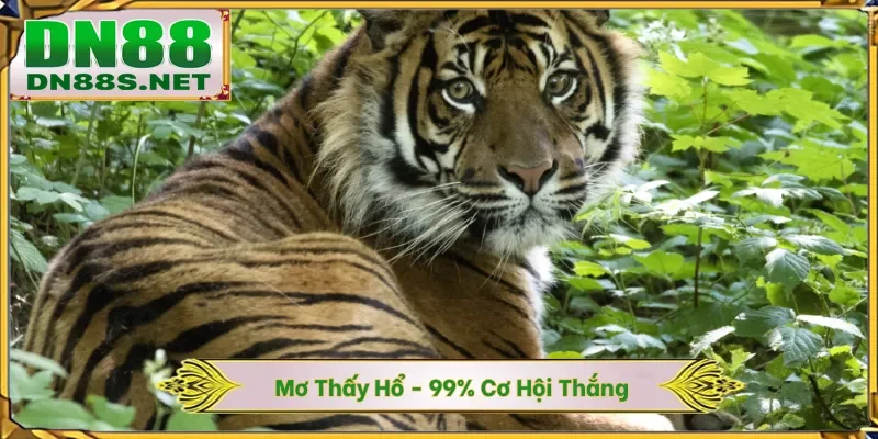 Giải Mã Giấc Mơ - Bí Ẩn Con Số Tài Lộc Thắng 70% Tại DN88