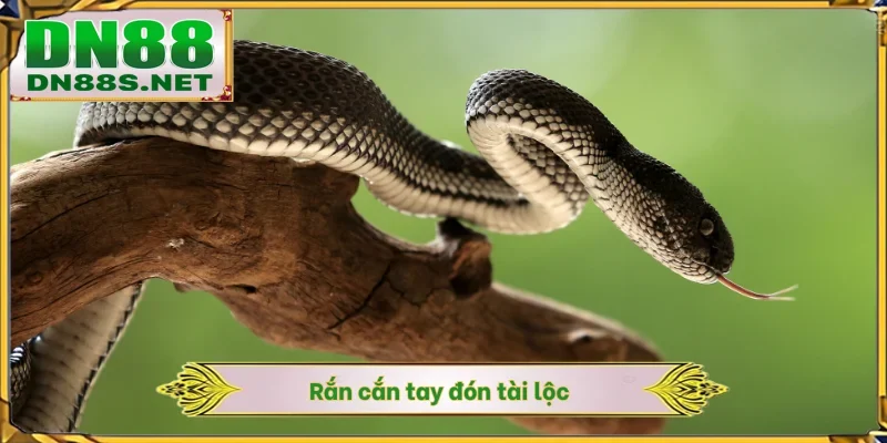 Mơ Thấy Rắn - Điềm Báo Tài Lộc Và Chốt Số Nhanh Tại DN88