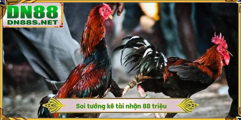 Đá Gà Đòn Trực Tiếp Hôm Nay - 88 Trận Đấu Nảy Lửa Tại DN88